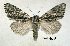  ( - acrorev gga18)  @15 [ ] Copyright (2010) Canadian National Collection of Insects, Arachnids and Nematodes Canadian National Collection of Insects, Arachnids and Nematodes