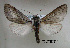  ( - acrorev gga23)  @13 [ ] Copyright (2010) Canadian National Collection of Insects, Arachnids and Nematodes Canadian National Collection of Insects, Arachnids and Nematodes