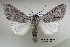  ( - acrorev gga24)  @14 [ ] Copyright (2010) Canadian National Collection of Insects, Arachnids and Nematodes Canadian National Collection of Insects, Arachnids and Nematodes