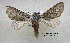  ( - acrorev gga25)  @13 [ ] Copyright (2010) Canadian National Collection of Insects, Arachnids and Nematodes Canadian National Collection of Insects, Arachnids and Nematodes