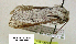  ( - acrorev gga26)  @12 [ ] Copyright (2010) Canadian National Collection of Insects, Arachnids and Nematodes Canadian National Collection of Insects, Arachnids and Nematodes