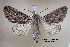  ( - acrorev gga29)  @14 [ ] Copyright (2010) Canadian National Collection of Insects, Arachnids and Nematodes Canadian National Collection of Insects, Arachnids and Nematodes