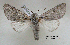  ( - acrorev gga31)  @13 [ ] Copyright (2010) Canadian National Collection of Insects, Arachnids and Nematodes Canadian National Collection of Insects, Arachnids and Nematodes