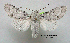  ( - acrorev gga35)  @15 [ ] Copyright (2010) Canadian National Collection of Insects, Arachnids and Nematodes Canadian National Collection of Insects, Arachnids and Nematodes