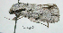  ( - acrorev gga40)  @12 [ ] Copyright (2010) Canadian National Collection of Insects, Arachnids and Nematodes Canadian National Collection of Insects, Arachnids and Nematodes