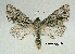  ( - acrorev gga42)  @14 [ ] Copyright (2010) Canadian National Collection of Insects, Arachnids and Nematodes Canadian National Collection of Insects, Arachnids and Nematodes