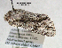  ( - acrorev gga43)  @13 [ ] Copyright (2010) Canadian National Collection of Insects, Arachnids and Nematodes Canadian National Collection of Insects, Arachnids and Nematodes