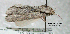  ( - acrorev gga49)  @13 [ ] Copyright (2010) Canadian National Collection of Insects, Arachnids and Nematodes Canadian National Collection of Insects, Arachnids and Nematodes