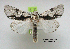  ( - acrorev gga52)  @14 [ ] Copyright (2010) Canadian National Collection of Insects, Arachnids and Nematodes Canadian National Collection of Insects, Arachnids and Nematodes