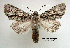  ( - acrorev gga6)  @15 [ ] Copyright (2010) Canadian National Collection of Insects, Arachnids and Nematodes Canadian National Collection of Insects, Arachnids and Nematodes