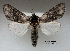 ( - acrorev gga8)  @14 [ ] Copyright (2010) Canadian National Collection of Insects, Arachnids and Nematodes Canadian National Collection of Insects, Arachnids and Nematodes