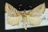  ( - CNCLEP 70075)  @13 [ ] CreativeCommons - Attribution Non-Commercial Share-Alike (2010) Canadian National Collection of Insects, Arachnids and Nematodes Canadian National Collection of Insects, Arachnids and Nematodes