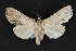  ( - CNCLEP 71538)  @14 [ ] CreativeCommons - Attribution Non-Commercial Share-Alike (2011) Canadian National Collection of Insects, Arachnids and Nematodes Canadian National Collection of Insects, Arachnids and Nematodes