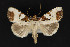  ( - CNCLEP 79853)  @11 [ ] CreativeCommons - Attribution Non-Commercial Share-Alike (2011) Canadian National Collection of Insects, Arachnids and Nematodes Canadian National Collection of Insects, Arachnids and Nematodes