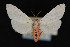  ( - CNCLEP 79872)  @11 [ ] CreativeCommons - Attribution Non-Commercial Share-Alike (2011) Canadian National Collection of Insects, Arachnids and Nematodes Canadian National Collection of Insects, Arachnids and Nematodes