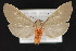  ( - CNCLEP 79873)  @13 [ ] CreativeCommons - Attribution Non-Commercial Share-Alike (2011) Canadian National Collection of Insects, Arachnids and Nematodes Canadian National Collection of Insects, Arachnids and Nematodes