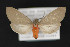  ( - CNCLEP 79881)  @12 [ ] CreativeCommons - Attribution Non-Commercial Share-Alike (2011) Canadian National Collection of Insects, Arachnids and Nematodes Canadian National Collection of Insects, Arachnids and Nematodes