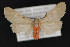  ( - CNCLEP 79882)  @13 [ ] CreativeCommons - Attribution Non-Commercial Share-Alike (2011) Canadian National Collection of Insects, Arachnids and Nematodes Canadian National Collection of Insects, Arachnids and Nematodes