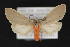  ( - CNCLEP 79883)  @13 [ ] CreativeCommons - Attribution Non-Commercial Share-Alike (2011) Canadian National Collection of Insects, Arachnids and Nematodes Canadian National Collection of Insects, Arachnids and Nematodes