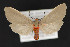  ( - CNCLEP 79884)  @13 [ ] CreativeCommons - Attribution Non-Commercial Share-Alike (2011) Canadian National Collection of Insects, Arachnids and Nematodes Canadian National Collection of Insects, Arachnids and Nematodes