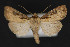  ( - CNCLEP 79887)  @13 [ ] CreativeCommons - Attribution Non-Commercial Share-Alike (2011) Canadian National Collection of Insects, Arachnids and Nematodes Canadian National Collection of Insects, Arachnids and Nematodes