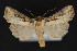  ( - CNCLEP 79888)  @14 [ ] CreativeCommons - Attribution Non-Commercial Share-Alike (2011) Canadian National Collection of Insects, Arachnids and Nematodes Canadian National Collection of Insects, Arachnids and Nematodes