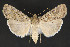  ( - CNCLEP 79889)  @14 [ ] CreativeCommons - Attribution Non-Commercial Share-Alike (2011) Canadian National Collection of Insects, Arachnids and Nematodes Canadian National Collection of Insects, Arachnids and Nematodes