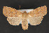  ( - CNCLEP 79891)  @14 [ ] CreativeCommons - Attribution Non-Commercial Share-Alike (2011) Canadian National Collection of Insects, Arachnids and Nematodes Canadian National Collection of Insects, Arachnids and Nematodes