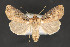  ( - CNCLEP 79896)  @14 [ ] CreativeCommons - Attribution Non-Commercial Share-Alike (2011) Canadian National Collection of Insects, Arachnids and Nematodes Canadian National Collection of Insects, Arachnids and Nematodes