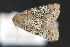  ( - CNCLEP 80393)  @13 [ ] CreativeCommons - Attribution Non-Commercial Share-Alike (2010) Canadian National Collection of Insects, Arachnids and Nematodes Canadian National Collection of Insects, Arachnids and Nematodes