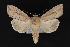  ( - CNCLEP 80403)  @13 [ ] CreativeCommons - Attribution Non-Commercial Share-Alike (2010) Canadian National Collection of Insects, Arachnids and Nematodes Canadian National Collection of Insects, Arachnids and Nematodes