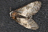  ( - CNCLEP 80415)  @11 [ ] CreativeCommons - Attribution Non-Commercial Share-Alike (2010) Canadian National Collection of Insects, Arachnids and Nematodes Canadian National Collection of Insects, Arachnids and Nematodes