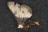  ( - CNCLEP 80416)  @12 [ ] CreativeCommons - Attribution Non-Commercial Share-Alike (2010) Canadian National Collection of Insects, Arachnids and Nematodes Canadian National Collection of Insects, Arachnids and Nematodes