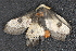  ( - CNCLEP 80419)  @11 [ ] CreativeCommons - Attribution Non-Commercial Share-Alike (2010) Canadian National Collection of Insects, Arachnids and Nematodes Canadian National Collection of Insects, Arachnids and Nematodes