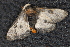  ( - CNCLEP 80420)  @11 [ ] CreativeCommons - Attribution Non-Commercial Share-Alike (2010) Canadian National Collection of Insects, Arachnids and Nematodes Canadian National Collection of Insects, Arachnids and Nematodes