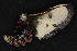  ( - CNCLEP 80421)  @12 [ ] CreativeCommons - Attribution Non-Commercial Share-Alike (2010) Canadian National Collection of Insects, Arachnids and Nematodes Canadian National Collection of Insects, Arachnids and Nematodes