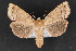  ( - CNCLEP 80427)  @14 [ ] CreativeCommons - Attribution Non-Commercial Share-Alike (2010) Canadian National Collection of Insects, Arachnids and Nematodes Canadian National Collection of Insects, Arachnids and Nematodes