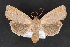  ( - CNCLEP 80428)  @13 [ ] CreativeCommons - Attribution Non-Commercial Share-Alike (2010) Canadian National Collection of Insects, Arachnids and Nematodes Canadian National Collection of Insects, Arachnids and Nematodes