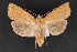  ( - CNCLEP 80430)  @14 [ ] CreativeCommons - Attribution Non-Commercial Share-Alike (2010) Canadian National Collection of Insects, Arachnids and Nematodes Canadian National Collection of Insects, Arachnids and Nematodes