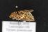  ( - CNCLEP 80441)  @12 [ ] CreativeCommons - Attribution Non-Commercial Share-Alike (2010) Canadian National Collection of Insects, Arachnids and Nematodes Canadian National Collection of Insects, Arachnids and Nematodes
