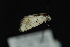  ( - CNCLEP 81138)  @12 [ ] CreativeCommons - Attribution Non-Commercial Share-Alike (2010) Canadian National Collection of Insects, Arachnids and Nematodes Canadian National Collection of Insects, Arachnids and Nematodes