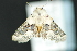  ( - CNCLEP 81139)  @14 [ ] CreativeCommons - Attribution Non-Commercial Share-Alike (2010) Canadian National Collection of Insects, Arachnids and Nematodes Canadian National Collection of Insects, Arachnids and Nematodes