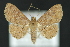  ( - CNCLEP 81149)  @14 [ ] CreativeCommons - Attribution Non-Commercial Share-Alike (2010) Canadian National Collection of Insects, Arachnids and Nematodes Canadian National Collection of Insects, Arachnids and Nematodes