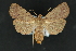  ( - CNCLEP 81156)  @15 [ ] CreativeCommons - Attribution Non-Commercial Share-Alike (2010) Canadian National Collection of Insects, Arachnids and Nematodes Canadian National Collection of Insects, Arachnids and Nematodes