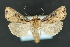  ( - CNCLEP 81163)  @14 [ ] CreativeCommons - Attribution Non-Commercial Share-Alike (2010) Canadian National Collection of Insects, Arachnids and Nematodes Canadian National Collection of Insects, Arachnids and Nematodes