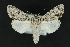  ( - CNCLEP 81175)  @11 [ ] CreativeCommons - Attribution Non-Commercial Share-Alike (2010) Canadian National Collection of Insects, Arachnids and Nematodes Canadian National Collection of Insects, Arachnids and Nematodes