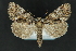  ( - CNCLEP 81185)  @13 [ ] CreativeCommons - Attribution Non-Commercial Share-Alike (2010) Canadian National Collection of Insects, Arachnids and Nematodes Canadian National Collection of Insects, Arachnids and Nematodes