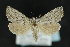  ( - CNCLEP 81193)  @14 [ ] CreativeCommons - Attribution Non-Commercial Share-Alike (2010) Canadian National Collection of Insects, Arachnids and Nematodes Canadian National Collection of Insects, Arachnids and Nematodes