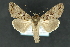  ( - CNCLEP 81196)  @14 [ ] CreativeCommons - Attribution Non-Commercial Share-Alike (2010) Canadian National Collection of Insects, Arachnids and Nematodes Canadian National Collection of Insects, Arachnids and Nematodes
