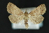  (Bleptina - CNCLEP 81199)  @15 [ ] CreativeCommons - Attribution Non-Commercial Share-Alike (2010) Canadian National Collection of Insects, Arachnids and Nematodes Canadian National Collection of Insects, Arachnids and Nematodes